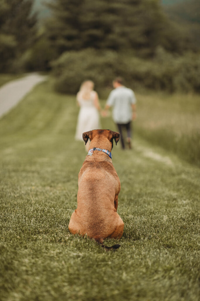 A dog looks at it's woman and man owners who are holding hands at a distance during engagement photos at Heritage Community Park in Blacksburg, Virginia.