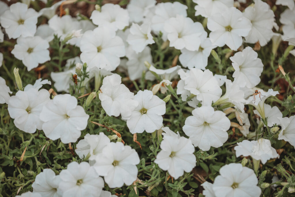 Beautiful white flowers at a Hahn Horticulture Wedding in Blacksburg, Virginia. 