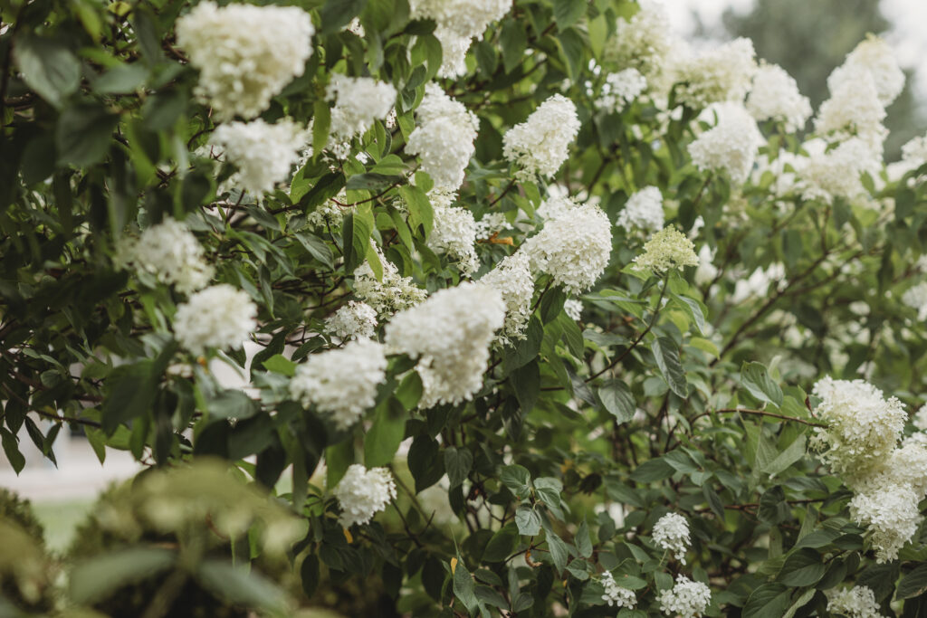 White hydrangeas are photographed at a Hahn Horticulture Wedding in Blacksburg, Virginia. 