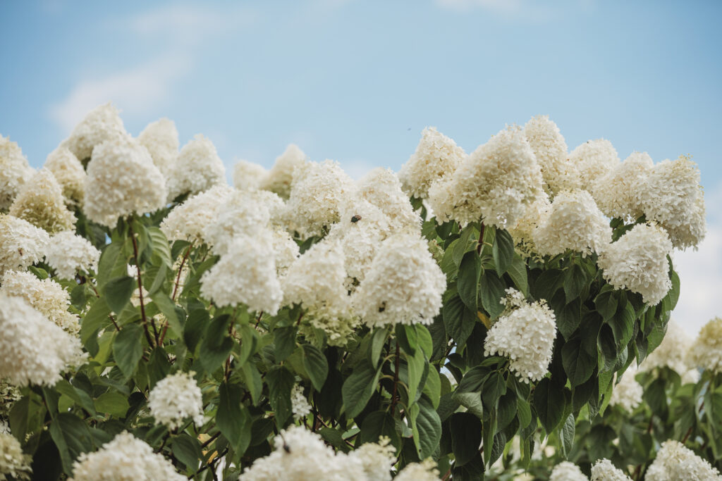A bee lands on hydrangeas at a Hahn Horticulture Wedding in Blacksburg, Virginia. 